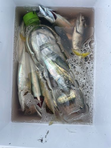 サバの釣果