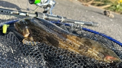 アイナメの釣果