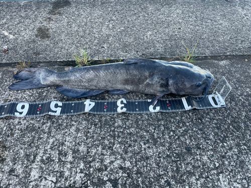チャネルキャットフィッシュの釣果
