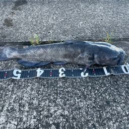 チャネルキャットフィッシュ