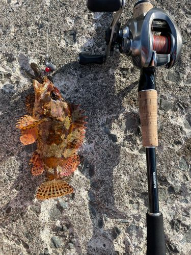 ヨロイメバルの釣果