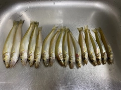キスの釣果