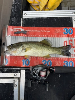 ラージマウスバスの釣果