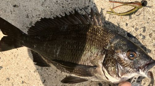 チヌの釣果