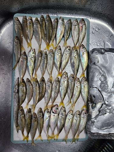 アジの釣果
