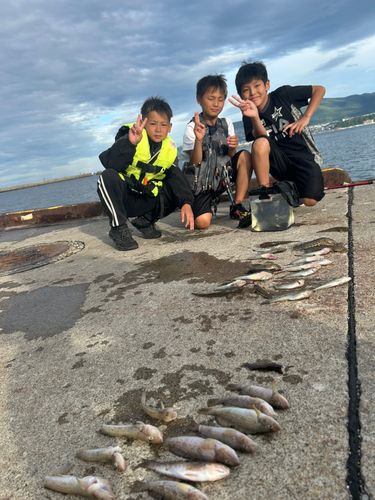 マハゼの釣果