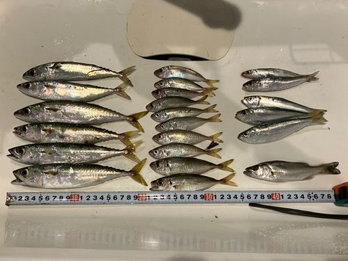 サバの釣果