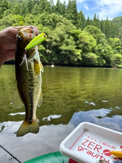 ラージマウスバスの釣果