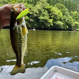 ラージマウスバス