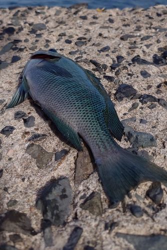 グレの釣果