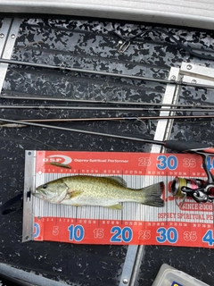 ラージマウスバスの釣果