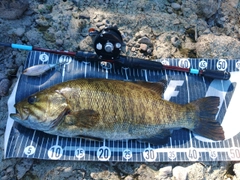 スモールマウスバスの釣果