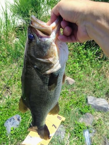 ブラックバスの釣果