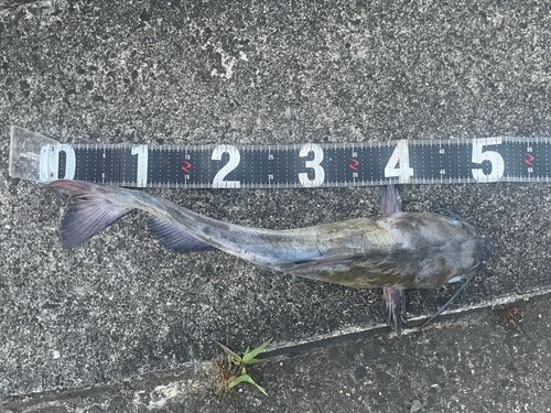 チャネルキャットフィッシュの釣果