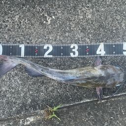 チャネルキャットフィッシュ