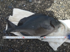 グレの釣果