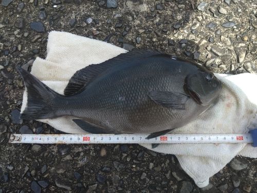 グレの釣果
