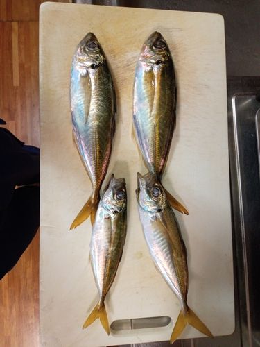 マアジの釣果