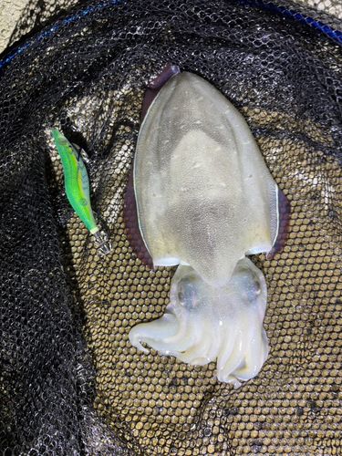 モンゴウイカの釣果