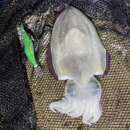 モンゴウイカ