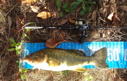 ブラックバスの釣果