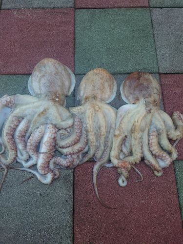 タコの釣果