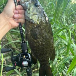 スモールマウスバス