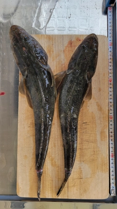 マゴチの釣果