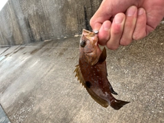 キジハタの釣果