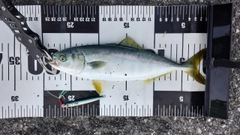 ワカシの釣果