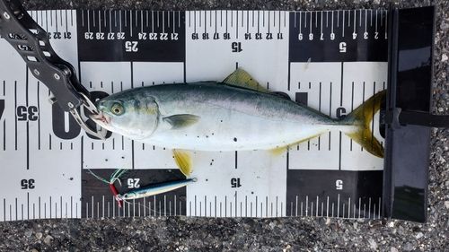ワカシの釣果