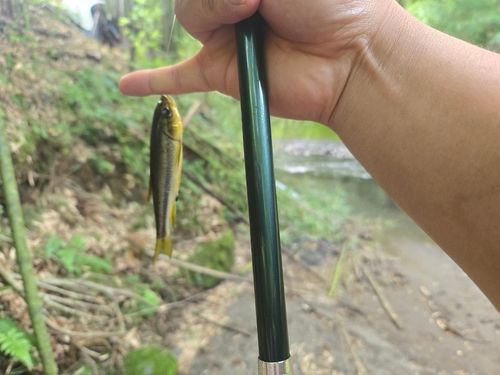 カワムツの釣果