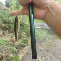 カワムツ