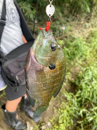 ブルーギルの釣果