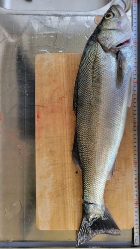 マルスズキの釣果