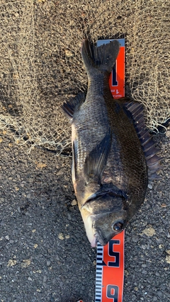 クロダイの釣果
