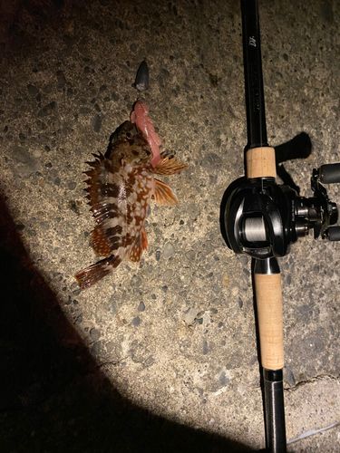 カサゴの釣果