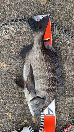 クロダイの釣果