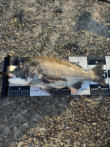 クロダイの釣果