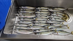 イワシの釣果
