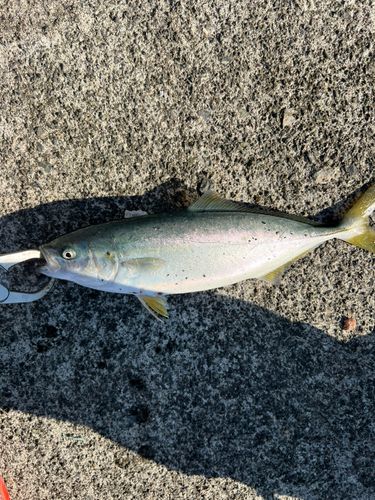 ショッコの釣果