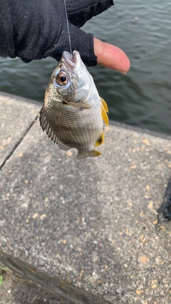 キビレの釣果