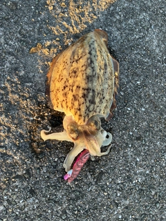 モンゴウイカの釣果
