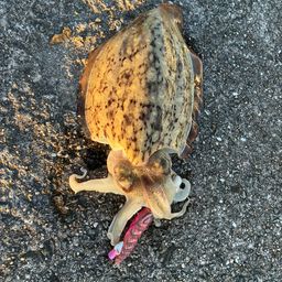 モンゴウイカ