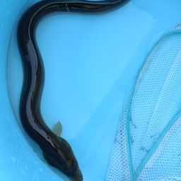 ウナギ