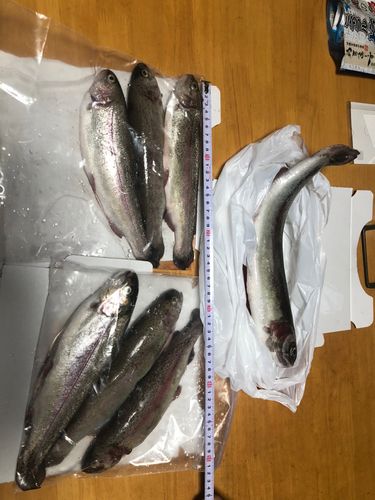 ニジマスの釣果
