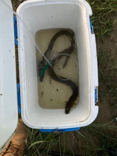 ウナギの釣果