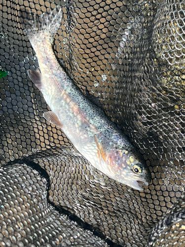 ニジマスの釣果