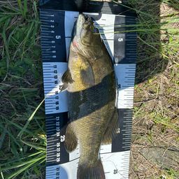 スモールマウスバス