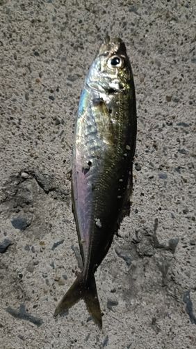 カマスの釣果